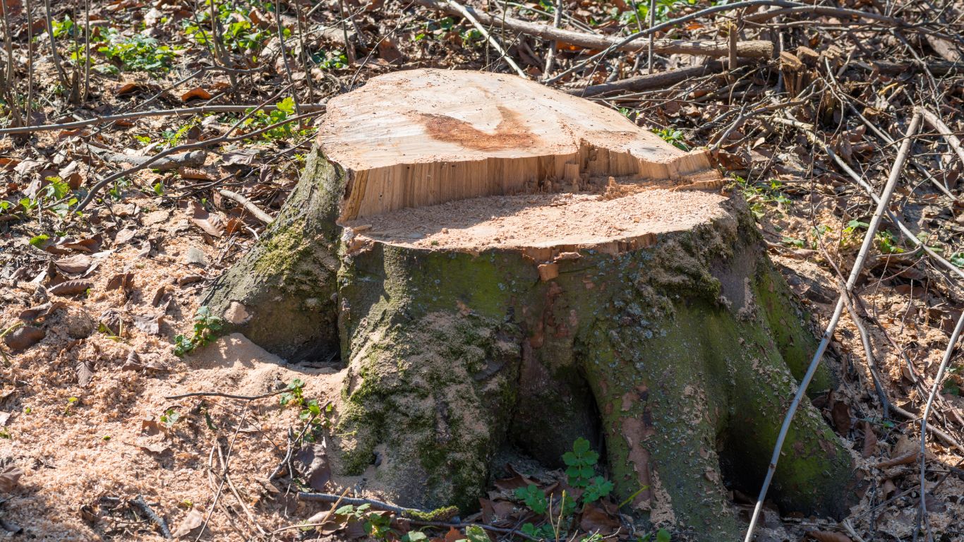 stump 1