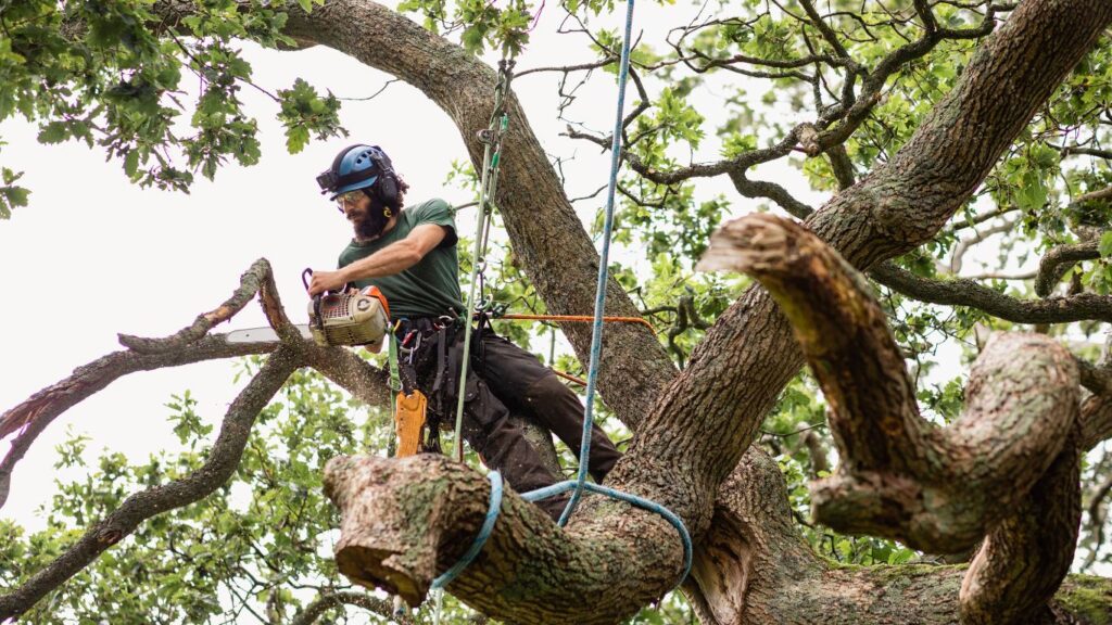 tree removal 1